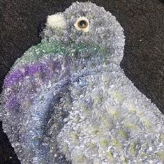 Pigeon